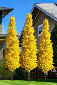 ginkgo fastigiata columnar tree with yellow leaves in fall 