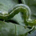 worm on vegetable plant
