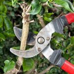 pruners clipping branch of a bush