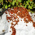 large number of lady beetles on a rock