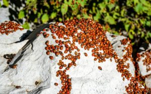 large number of lady beetles on a rock