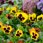 flower bed of multi-colored pansies