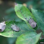 stinkbugs on leaves