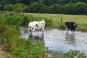 two cows standing in a creek