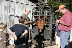 two men working cattle at a chute with two young boys watching