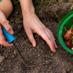 woman's hands planting flower bulbs in ground