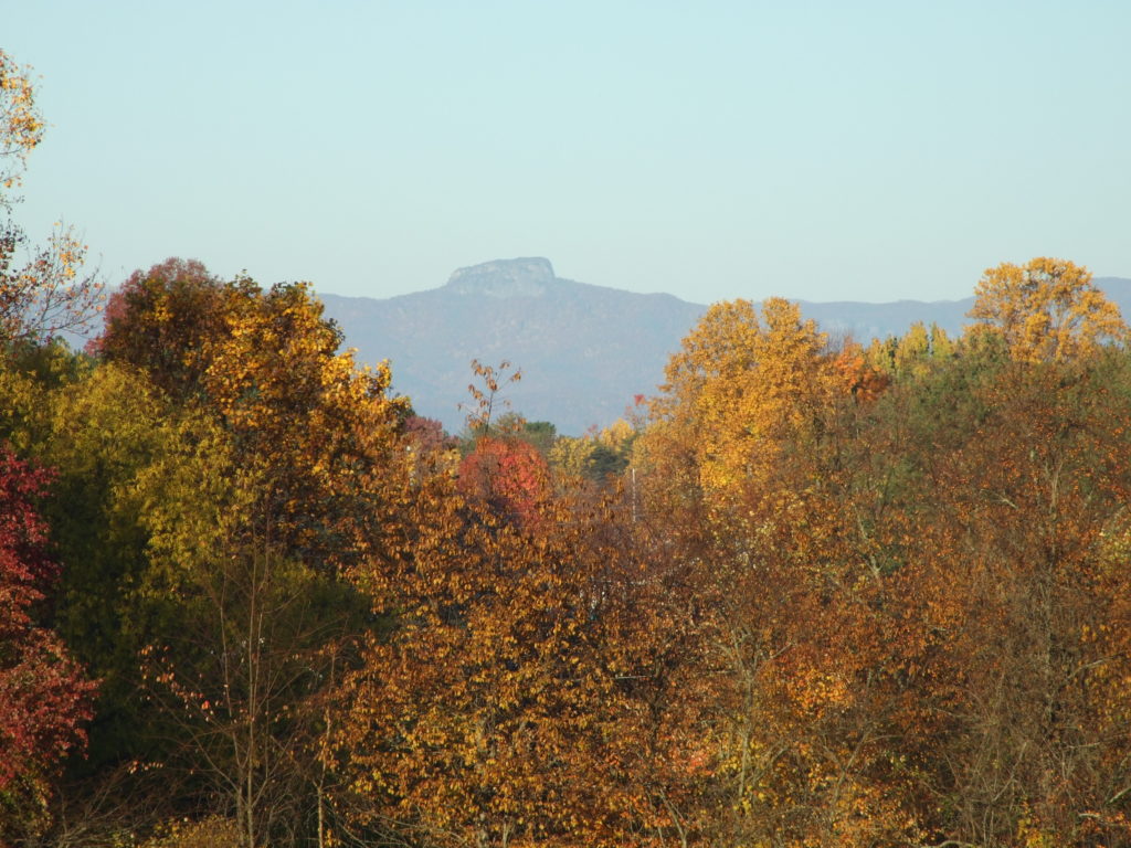 trees with fall colors of yellow and red with table rock mountain in the background