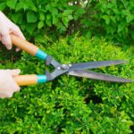 hands holding garden shears pruning a shrub