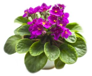 potted purple African violet
