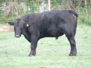 black cow with ear tag 