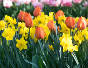 yellow daffodils and orange tulips