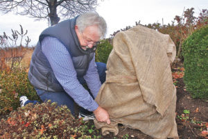 man covering shrub with burlap