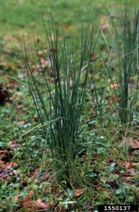 patch of wild onion or garlic in a lawn
