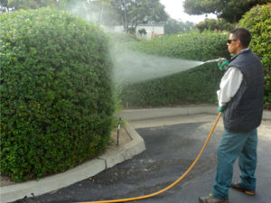 man spraying shrubs to prevent moisture loss during extreme cold