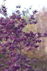 purple berries on a beautyberry shrub