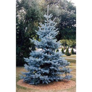 blue spruce tree