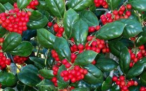bright red berries on holly 