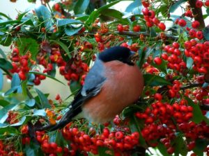 bullfinch eating red berries of a pyracantha shrub