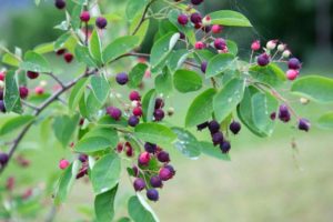 purple berries on a serviceberry tree