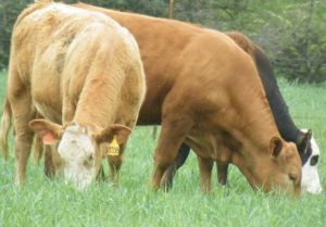 Three cows grazing in pasture