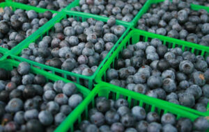 blueberries in containers