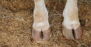 foot rot on cow