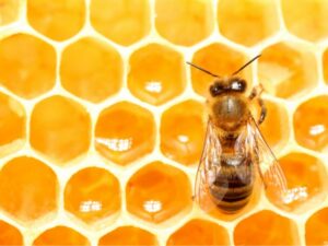 honey bee on a honeycomb