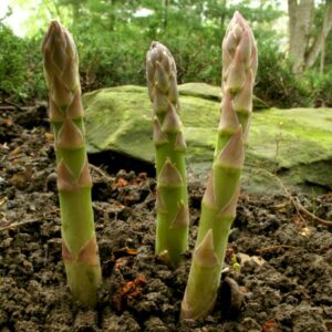 asparagus sprigs growing in a garden