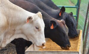 white and black cows eating grain from trough