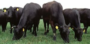 herd of black cattle grazing