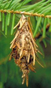 Bagworm on evergreen branch