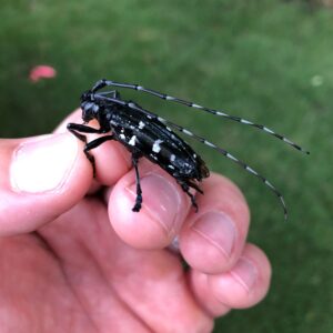 Adult Asian longhorned beetle (black with white spots, very long antennae), rests on a hand.