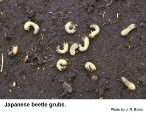 Japanese beetle grubs