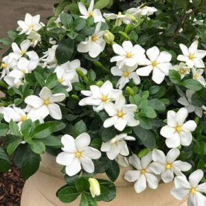 Kleims Hardy Gardenia with white blooms