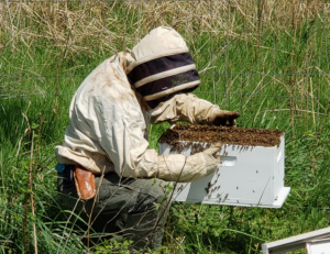 beekeeper collecting a swarm of honeybees