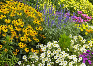 mixed flower garden 