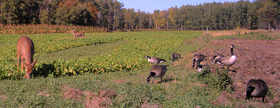 deer and turkey in food plot