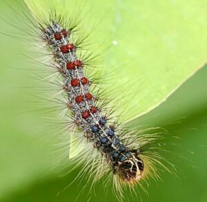 Cover photo for Lymantria Dispar No Longer Called the 'Gypsy Moth'