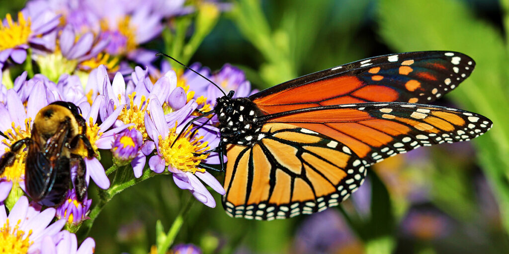 bee and butterfly on purple flowers