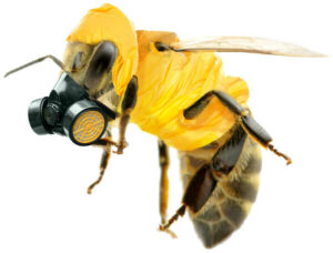 honey bee in hazmat suit and respirator