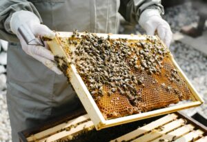 beekeeper handling beehive frames