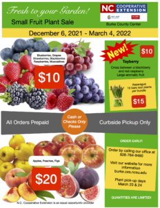 small fruit flyer 2022