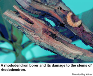 rhododendron borer and damaged caused by it