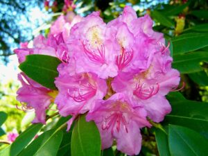 pink rhododendron bloom
