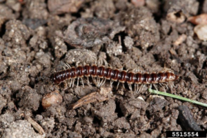 millipede on brown soil