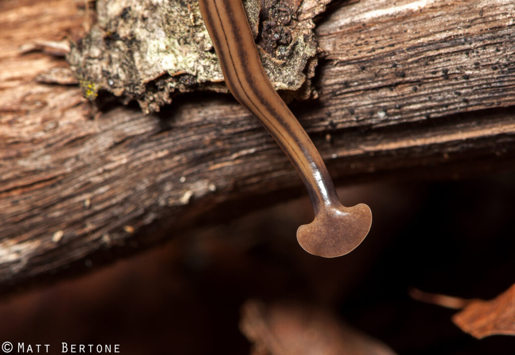 hammerhead worm on a branch