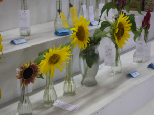 row of sunflowers in vases displayed at fair