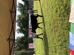 boy showing cow at livestock show