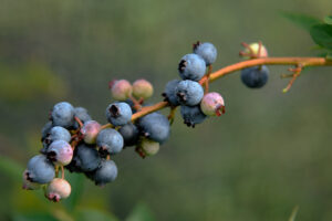 branch of blueberry plant with bluerries
