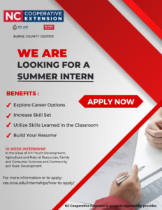 looking for a summer intern flyer